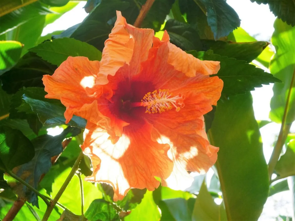 Bed and Breakfast Solazul Las Galeras